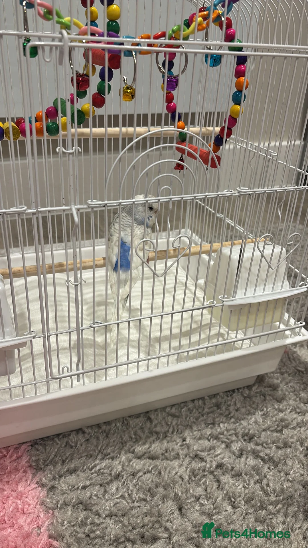 Budgerigars birds for sale: Male Budgie FOR SALE  - Advert 2