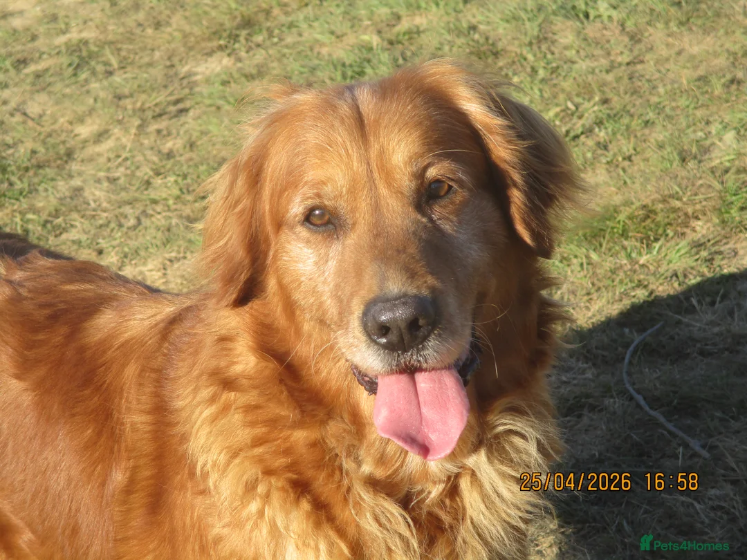 Golden Retriever dogs for sale: golden retriever x breeding queen - Advert 1