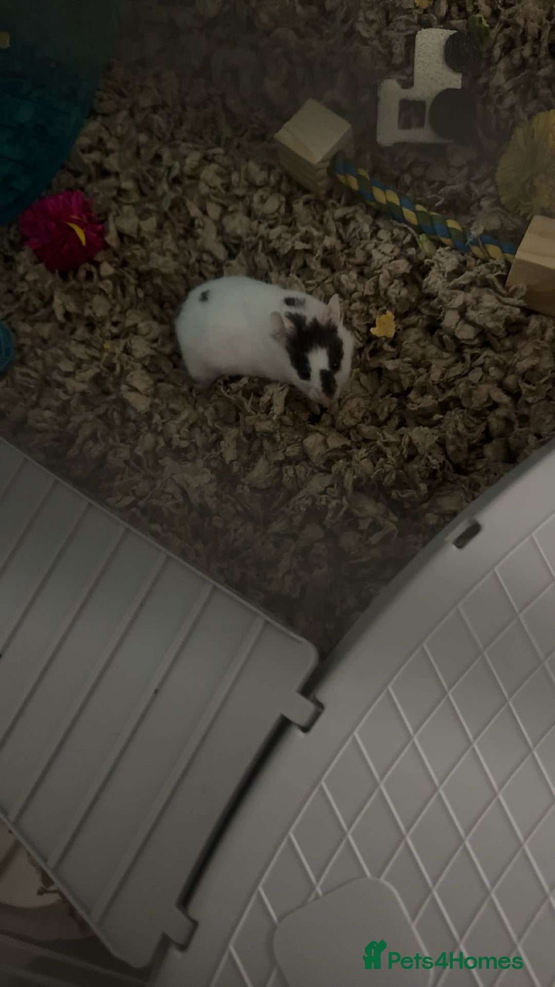 Hamster rodents for sale: Hamster for sale - Image 2