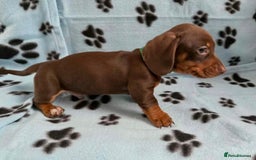 Miniature Dachshund dogs for sale: STUNNING MINIATURE DACHSHUND PUPPIES - Image 6