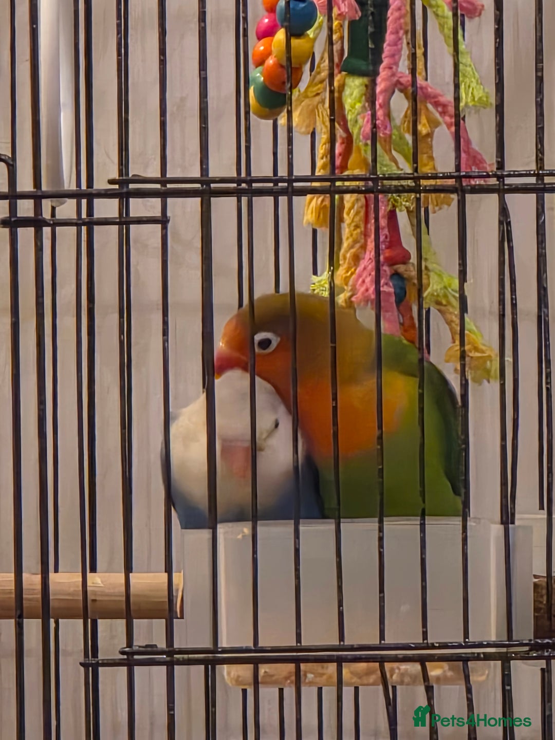 Lovebirds birds for sale: Lovebird- 4 months old. - Advert 6