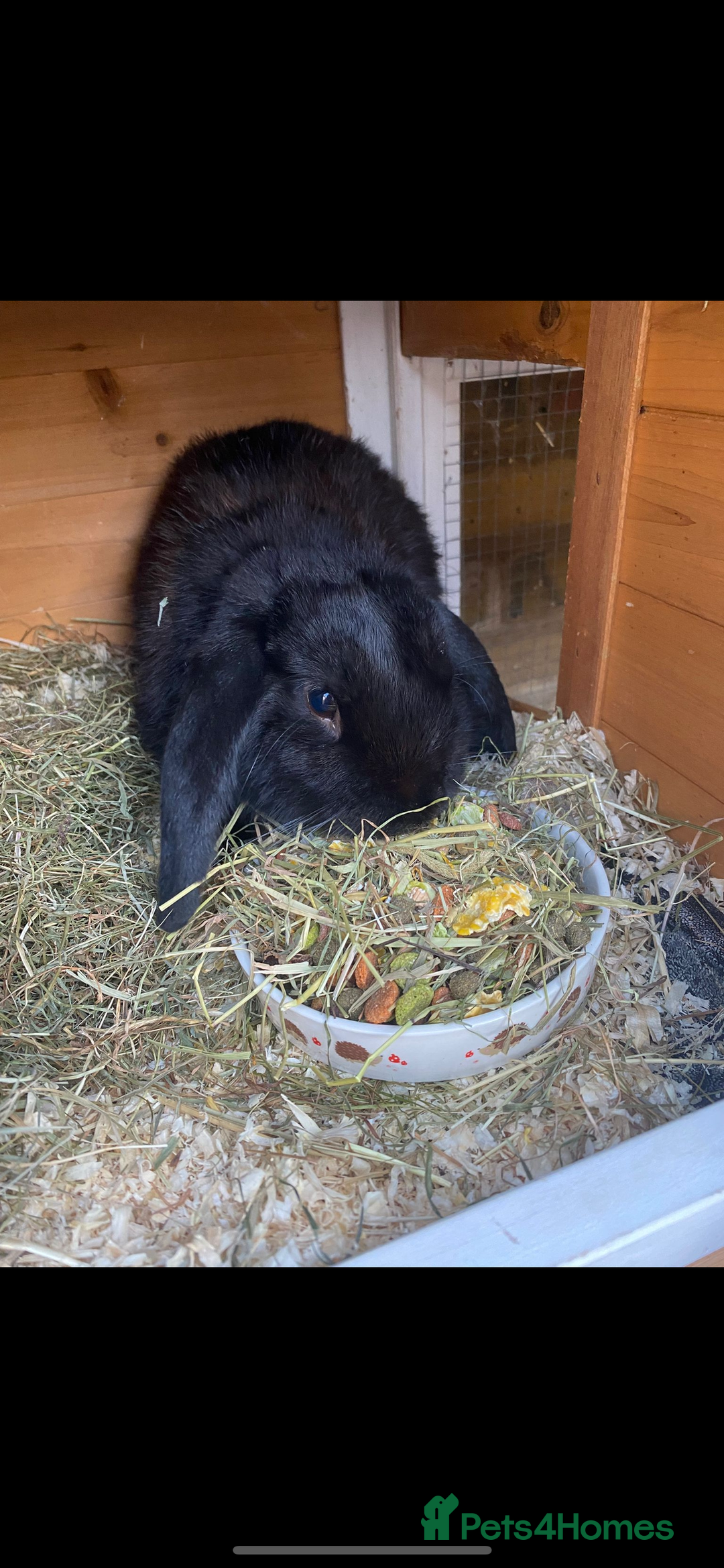 Mini Lop rabbits for sale: Baby rabbits coming soon - Advert 1