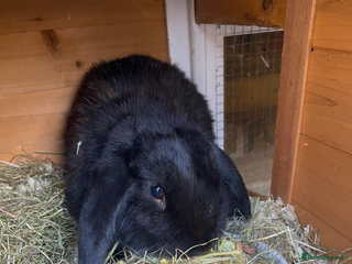 Mini Lop rabbits Baby rabbits coming soon - Advert 1
