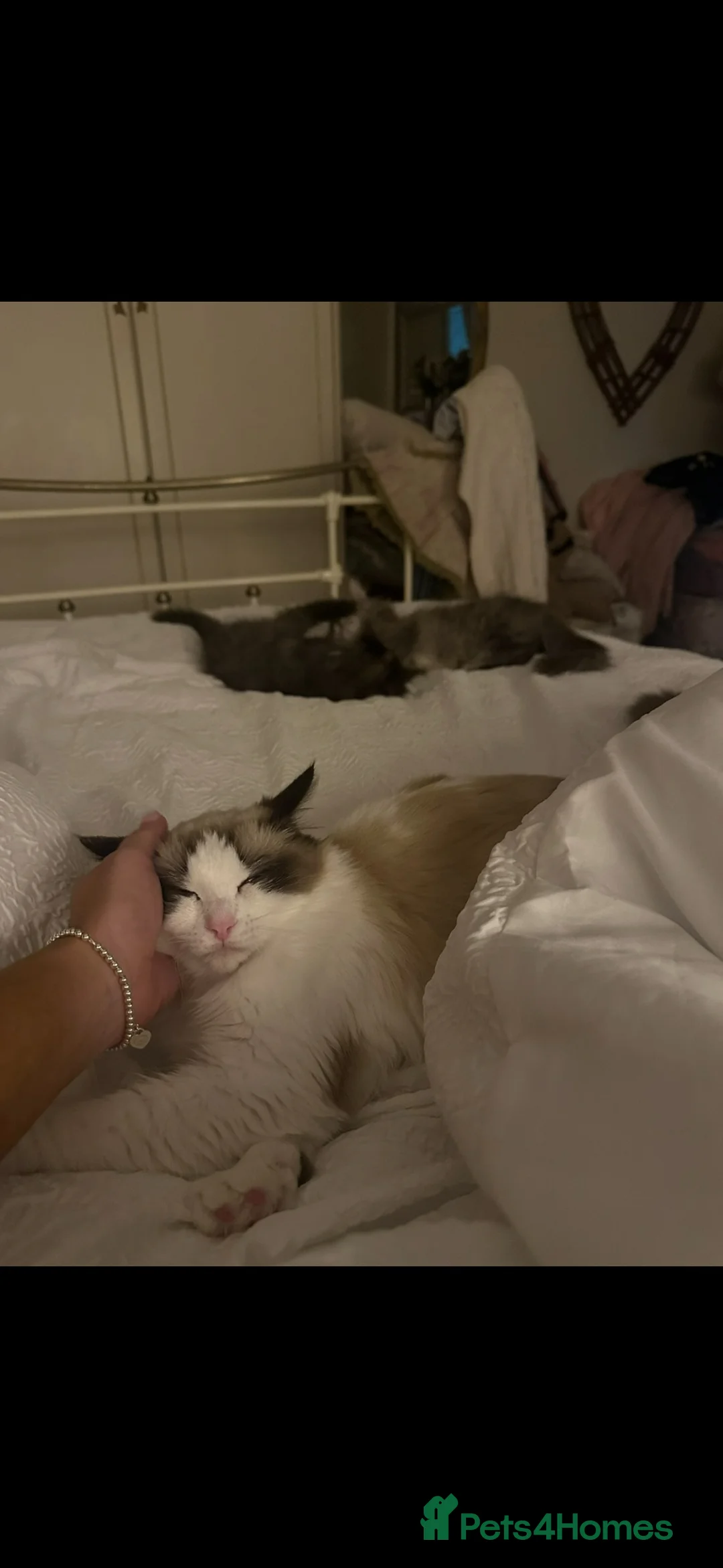 Ragdoll cats for sale: Two beautiful boys left.  - Advert 1