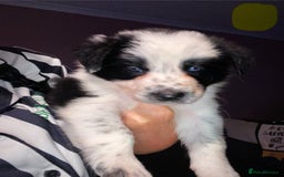 Border Collie dogs for sale: 7 border collie pups - Image 7