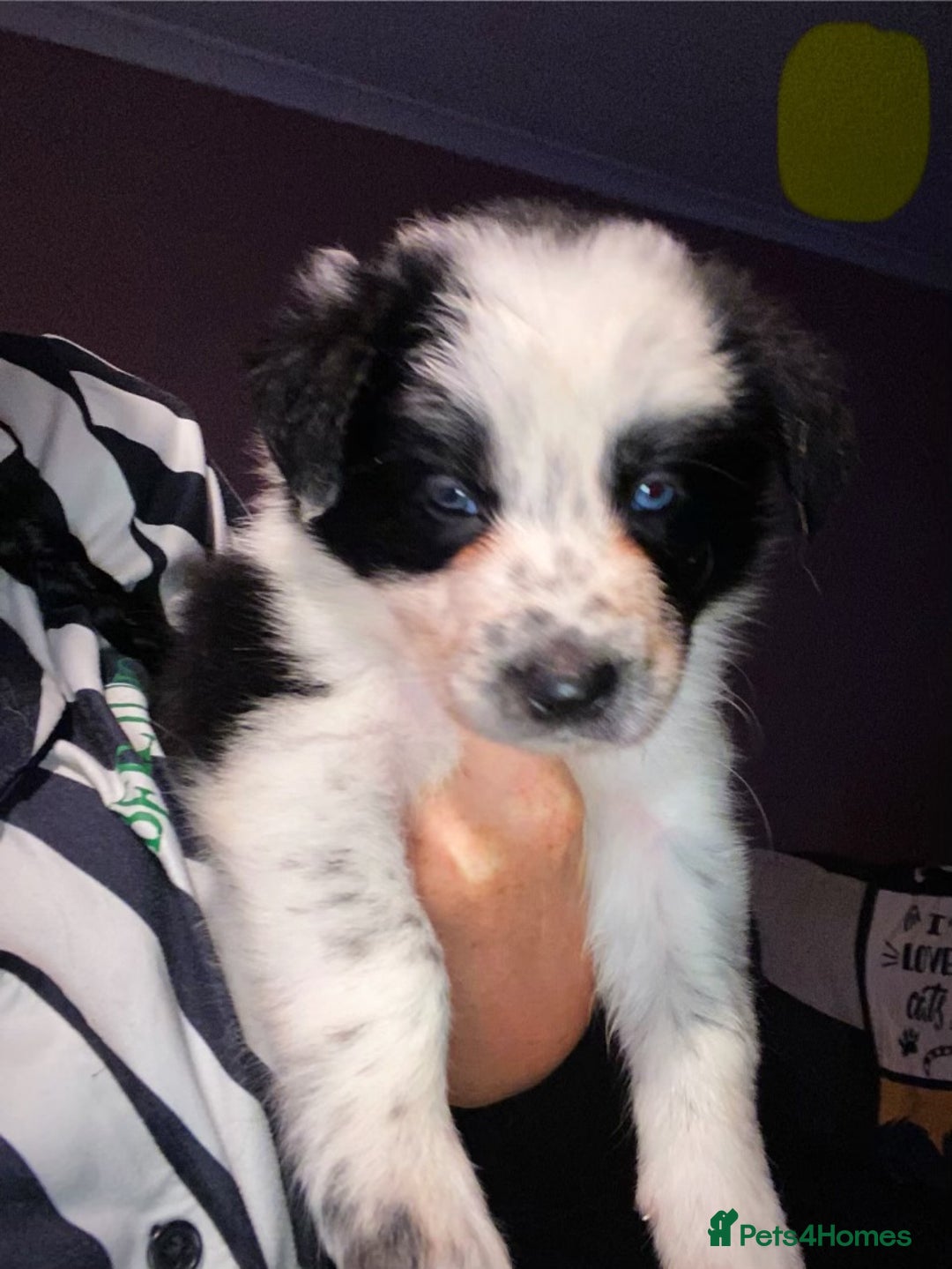 Border Collie dogs for sale: 7 border collie pups - Image 7