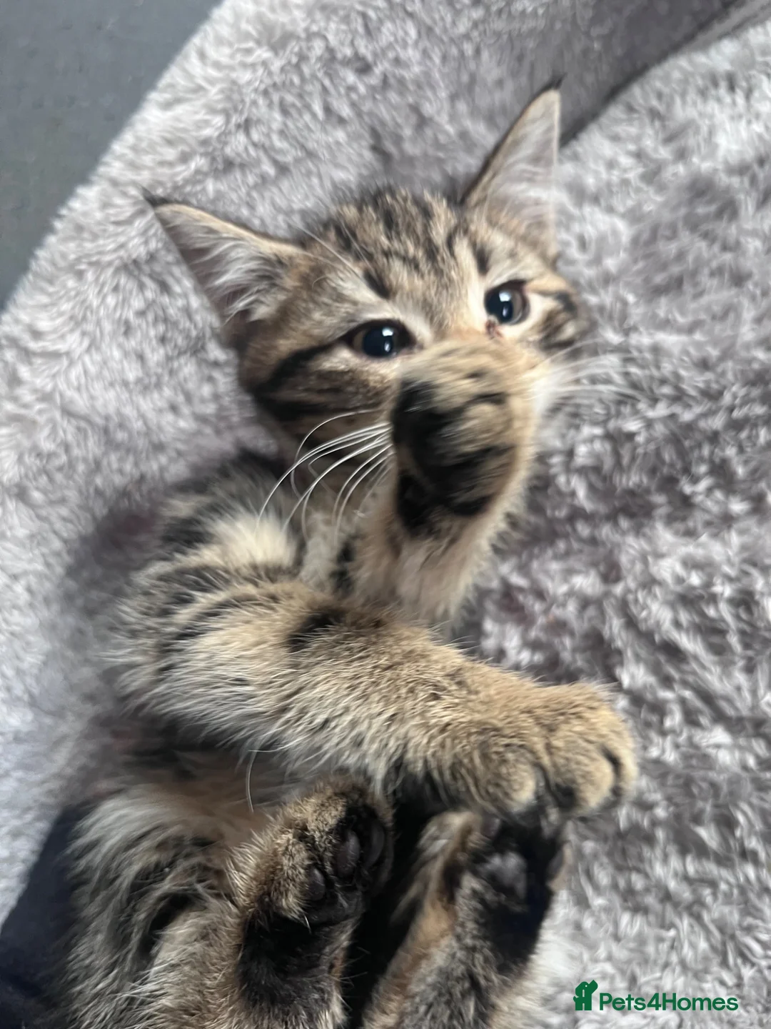 Mixed Breed cats for sale: Stunning 12 week Old Bengal Mix Kittens - Advert 2