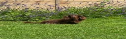 Miniature Dachshund dogs for sale: KC Long Haired Miniature Dachshund Puppies - Advert 25