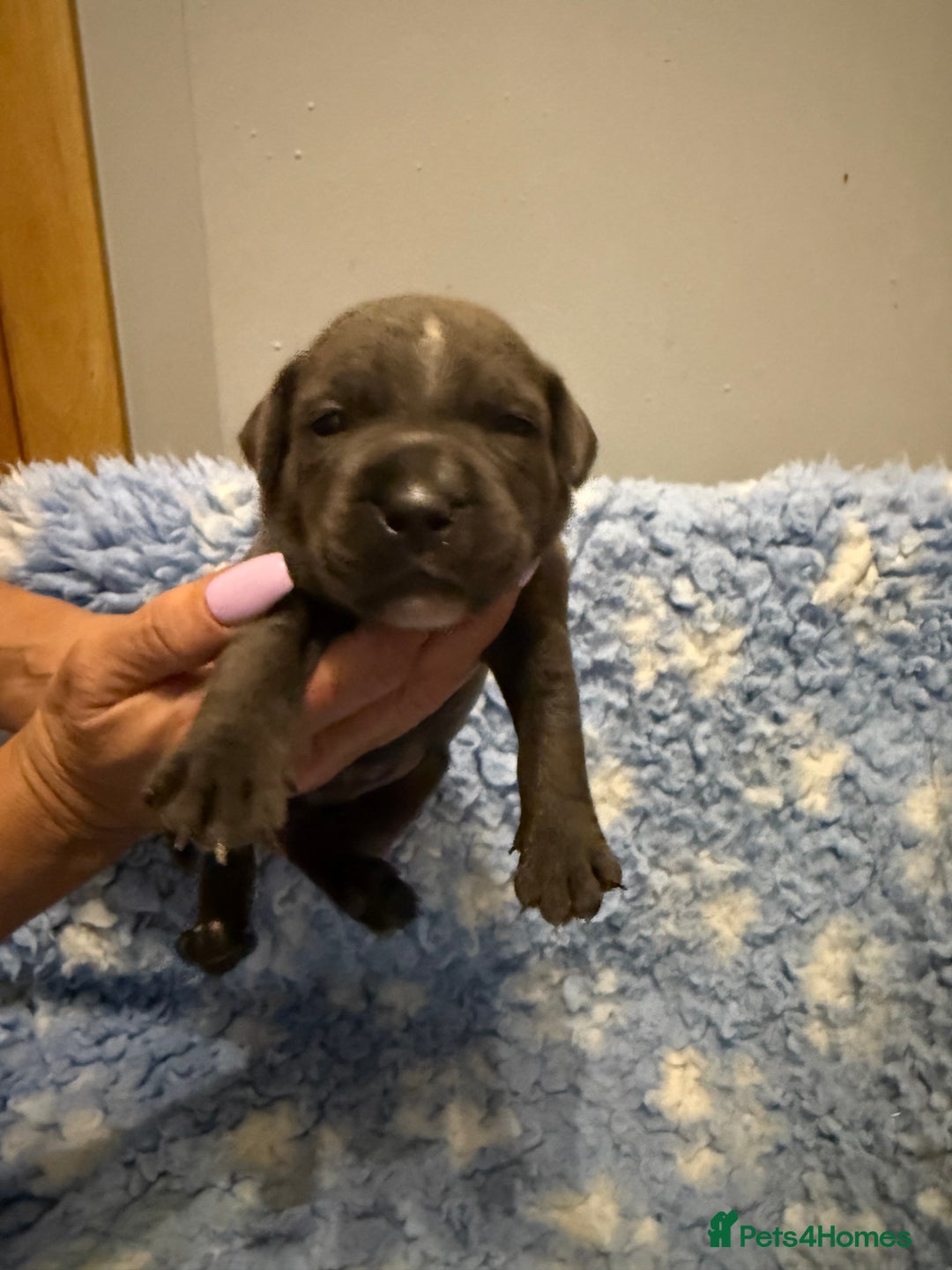 Staffordshire Bull Terrier dogs for sale: CHUNKY BLUE STAFFY PUPS - Advert 7