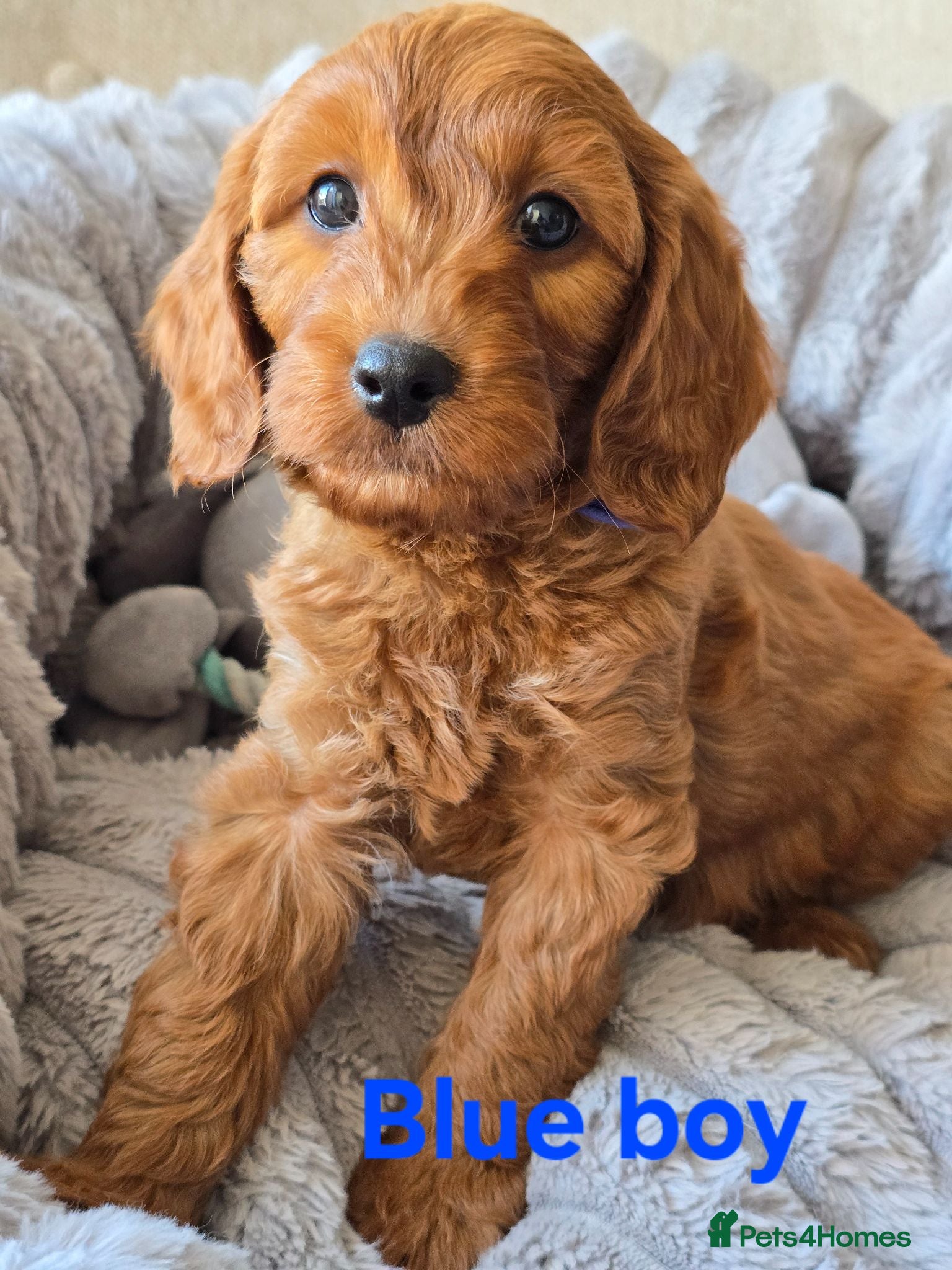Cavapoo dogs MiniatureF1B💥DNAHealthTestedParents💥FamilyRaised - Advert 2