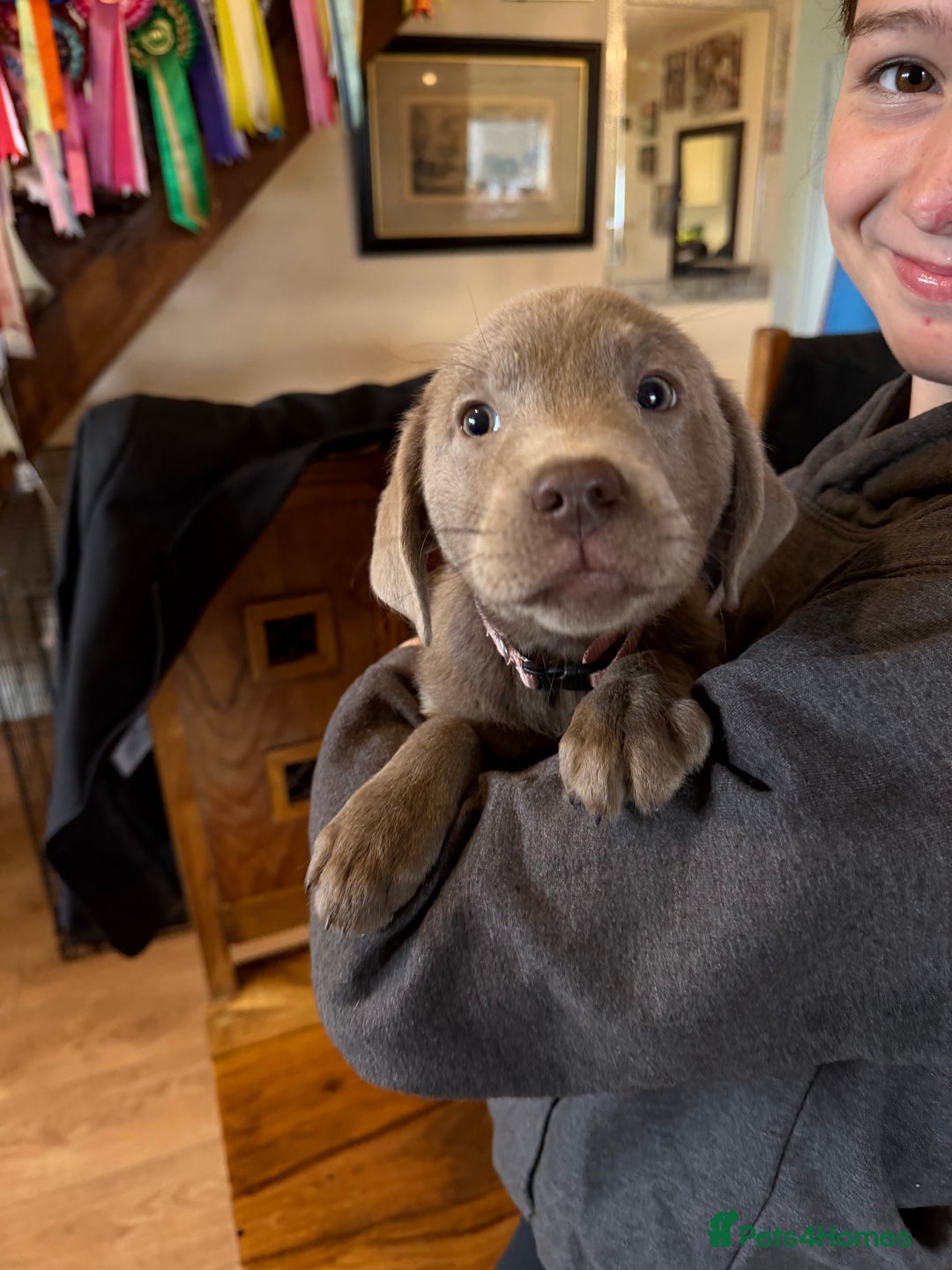 Labrador Retriever dogs for sale: Kc registered silver labs, health tested parents - Image 6