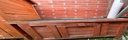 Guinea Pig rodents for sale: Guinea pigs for a new home - Advert 7