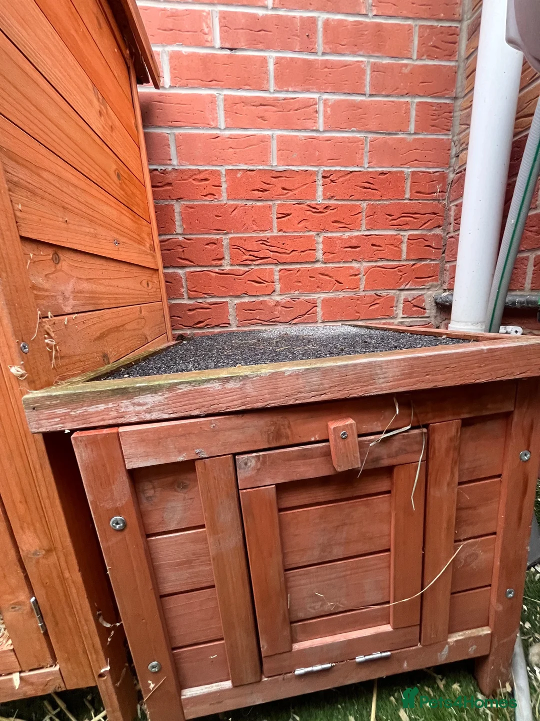 Guinea Pig rodents for sale: Guinea pigs for a new home - Advert 7