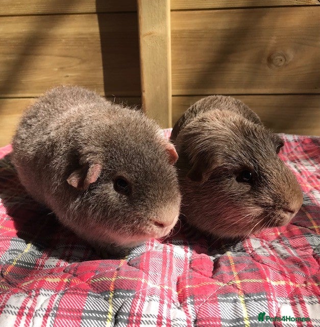 Guinea Pig rodents Pedigree and Pet Boar Pigs - Advert 1