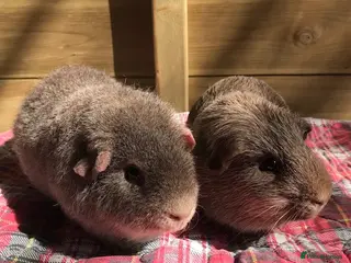 Guinea Pig rodents Pedigree and Pet Boar Pigs - Advert 8