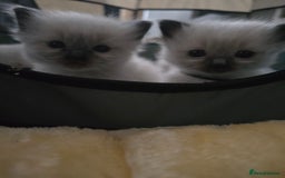 Ragdoll cats for sale: Ragdol KITTENS 😸 ♥️  - Image 15