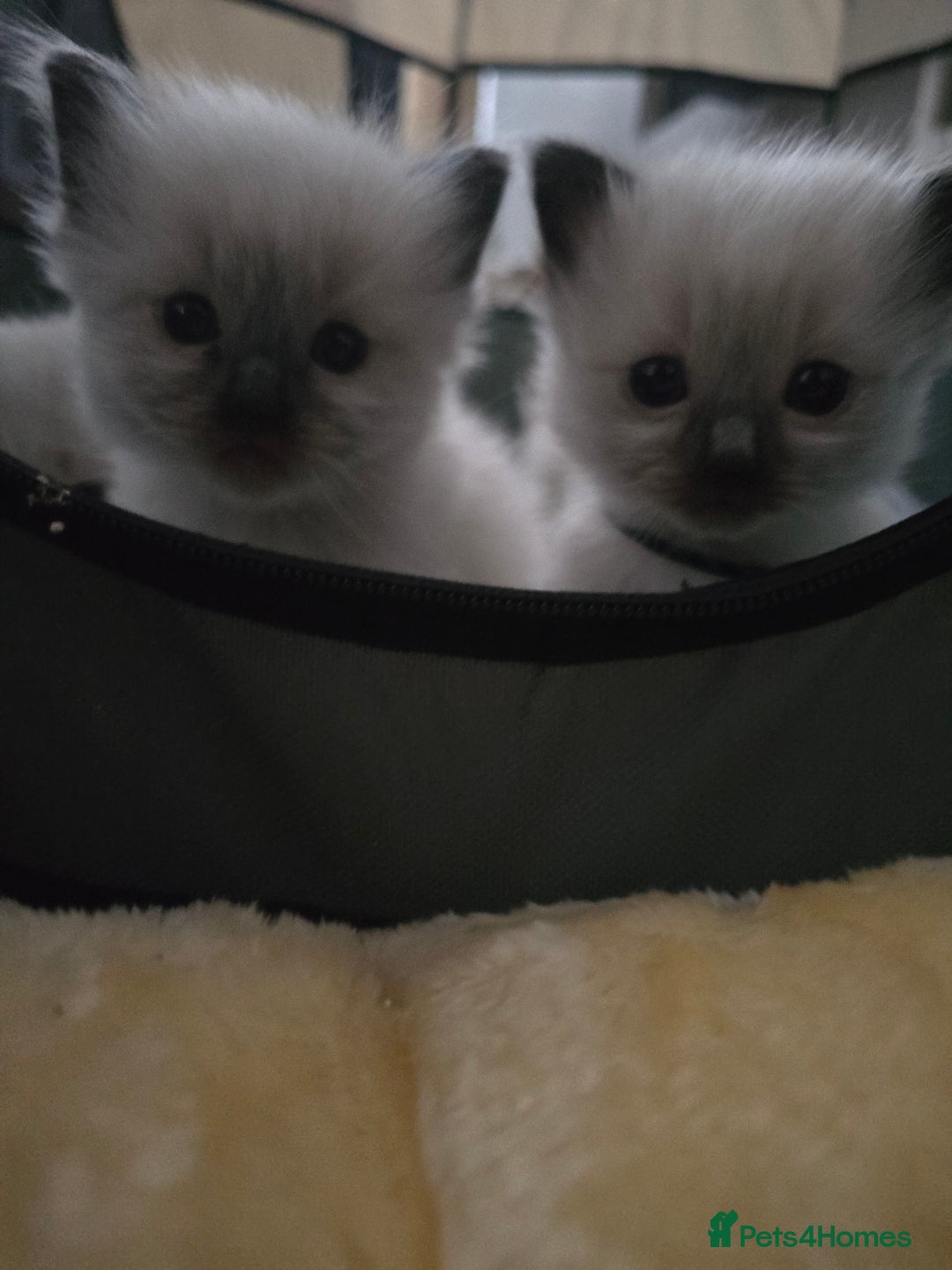 Ragdoll cats for sale: Ragdol KITTENS 😸 ♥️  - Image 15