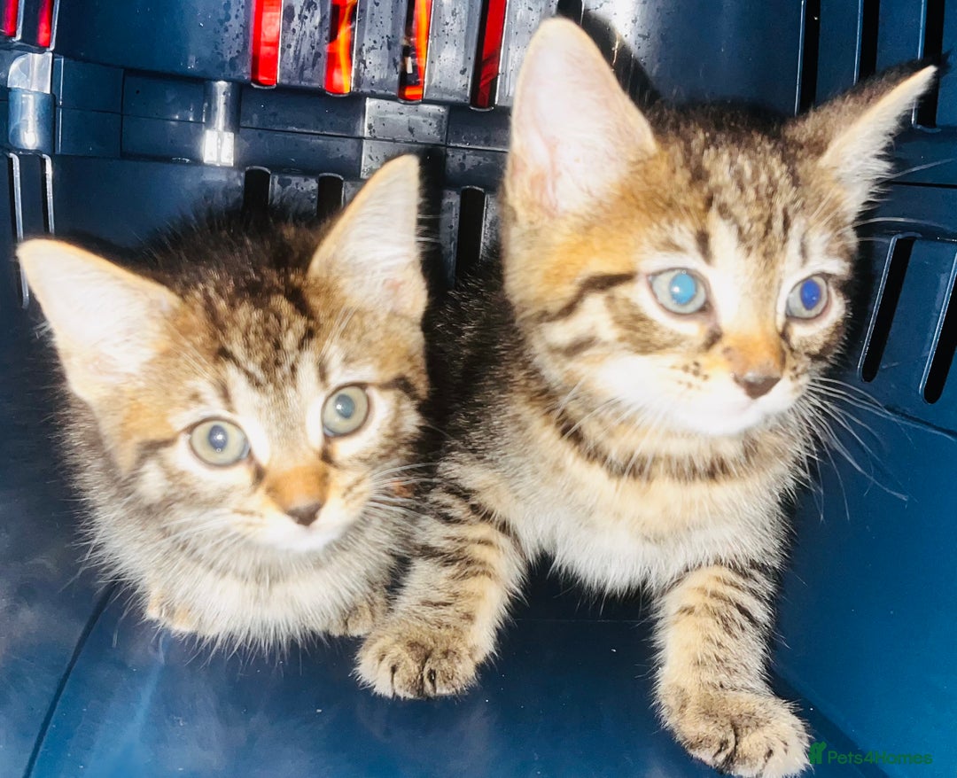 Mixed Breed cats for sale: Gorgeous Siberian forest x kittens ready to go - Image 4