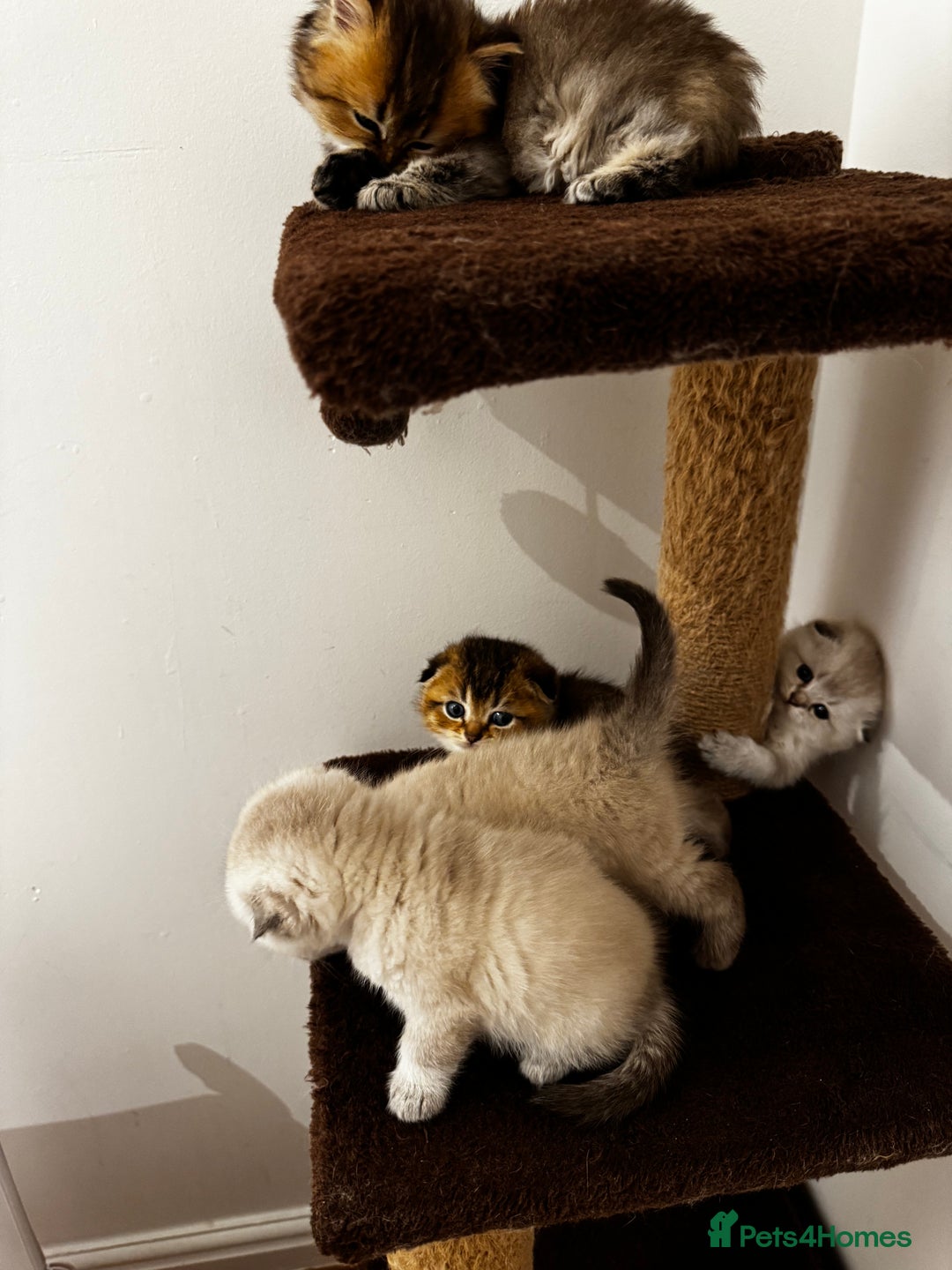 Scottish Fold cats for sale: Purebred Chinchilla Scottish Fold Kittens  🐾 - Advert 32