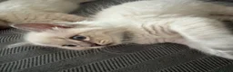 Ragdoll cats for sale: Male ragdoll - Advert 5