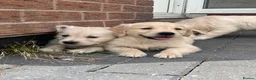 Golden Retriever dogs for sale: Gorgeous golden retriever puppies 🐶  - Advert 14