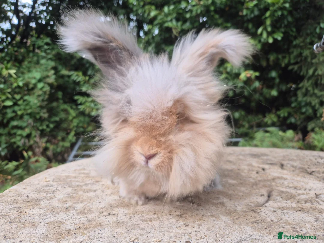 Angora rabbits for sale: 🌟STUNNING ANGORA BABIES- maxi full face 🌟 - Advert 7