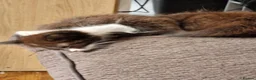 Mixed Breed cats for sale: 2 girls ready to go  - Advert 3