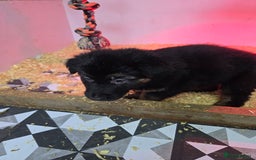 German Shepherd dogs for sale: Chunky German shepherd puppies for sale  - Advert 14