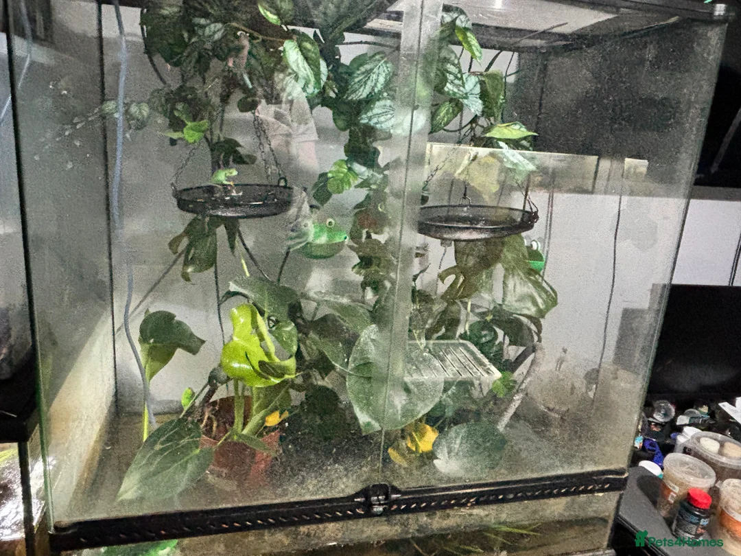 Frog reptiles for sale: Red Eyed Tree Frog Breeding Pairs - Advert 4