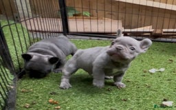French Bulldog dogs for sale: 7 week old kC French bulldogs - Image 29