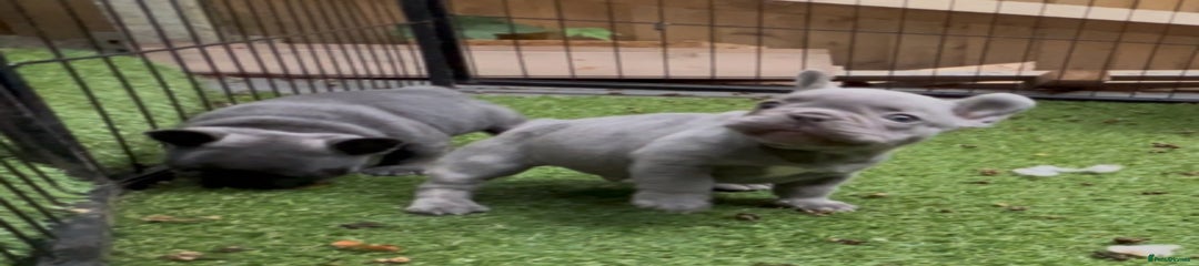 French Bulldog Puppy 6