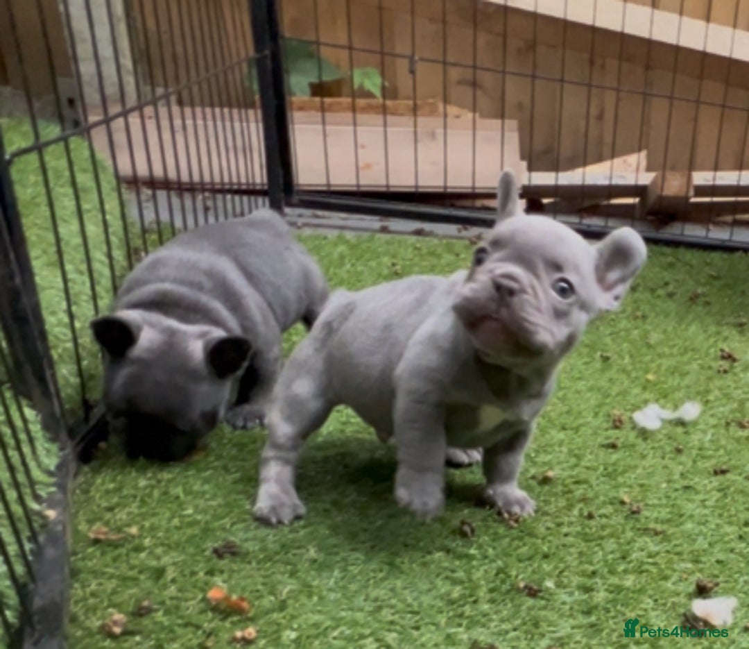 French Bulldog dogs for sale: 7 week old kC French bulldogs - Image 29