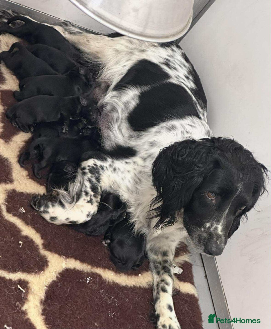 Mixed Breed dogs for sale: ** Spangold Retrievers ** - Image 3