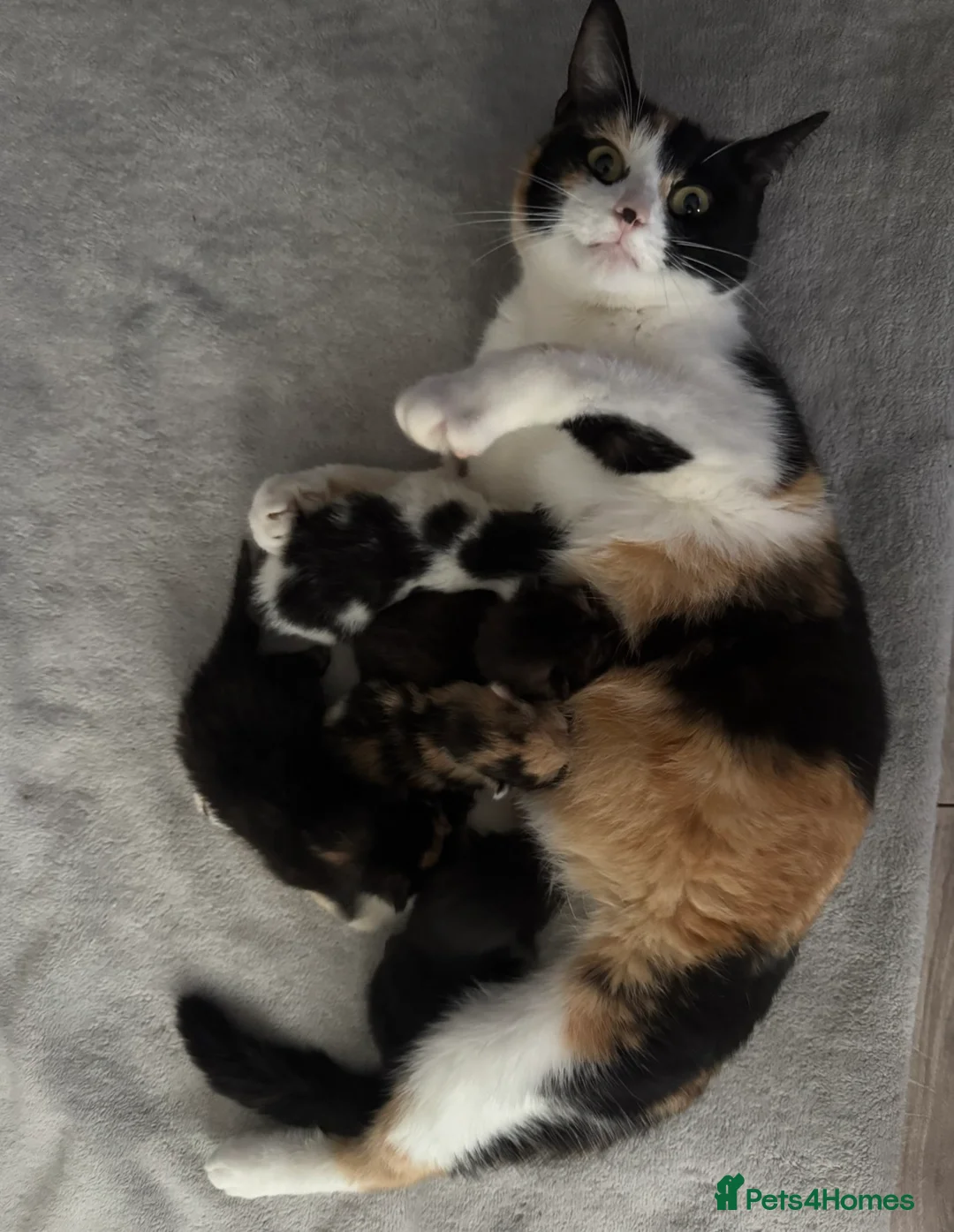 Mixed Breed cats for sale: 5 adorable kittens, (2boys 3girls) ready 3rd June. - Advert 2