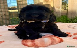 Cocker Spaniel dogs for sale: Show cocker spaniel  - Advert 2