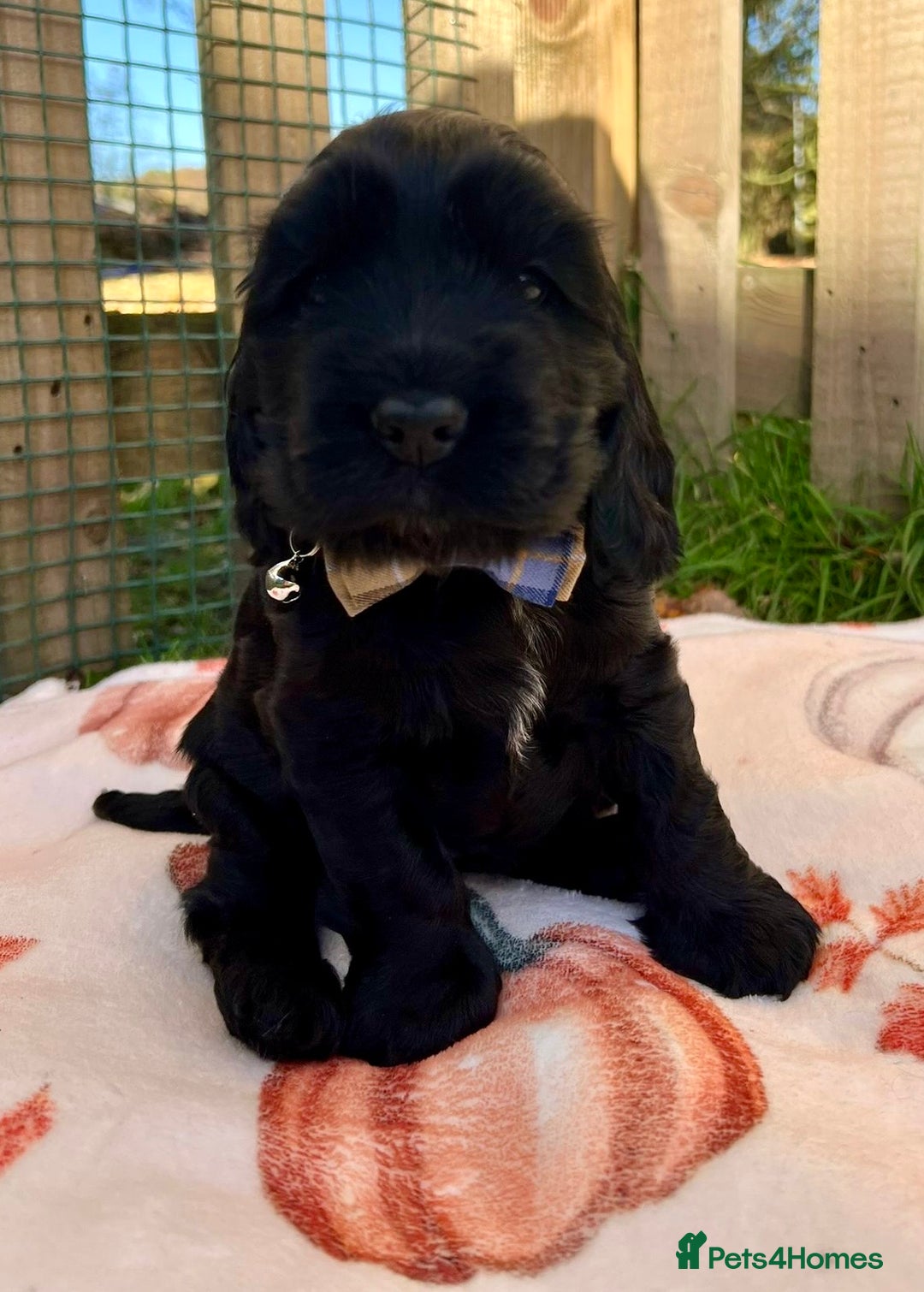 Cocker Spaniel dogs for sale: Show cocker spaniel  - Advert 2