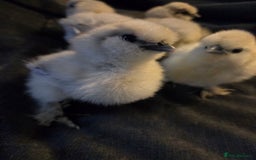 Chickens poultry for sale: USA MINI SILKIES  - Image 1
