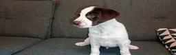 Mixed Breed dogs for sale: Dollie x Long Haired Border Collie Puppies  in Campbeltown - Advert 28