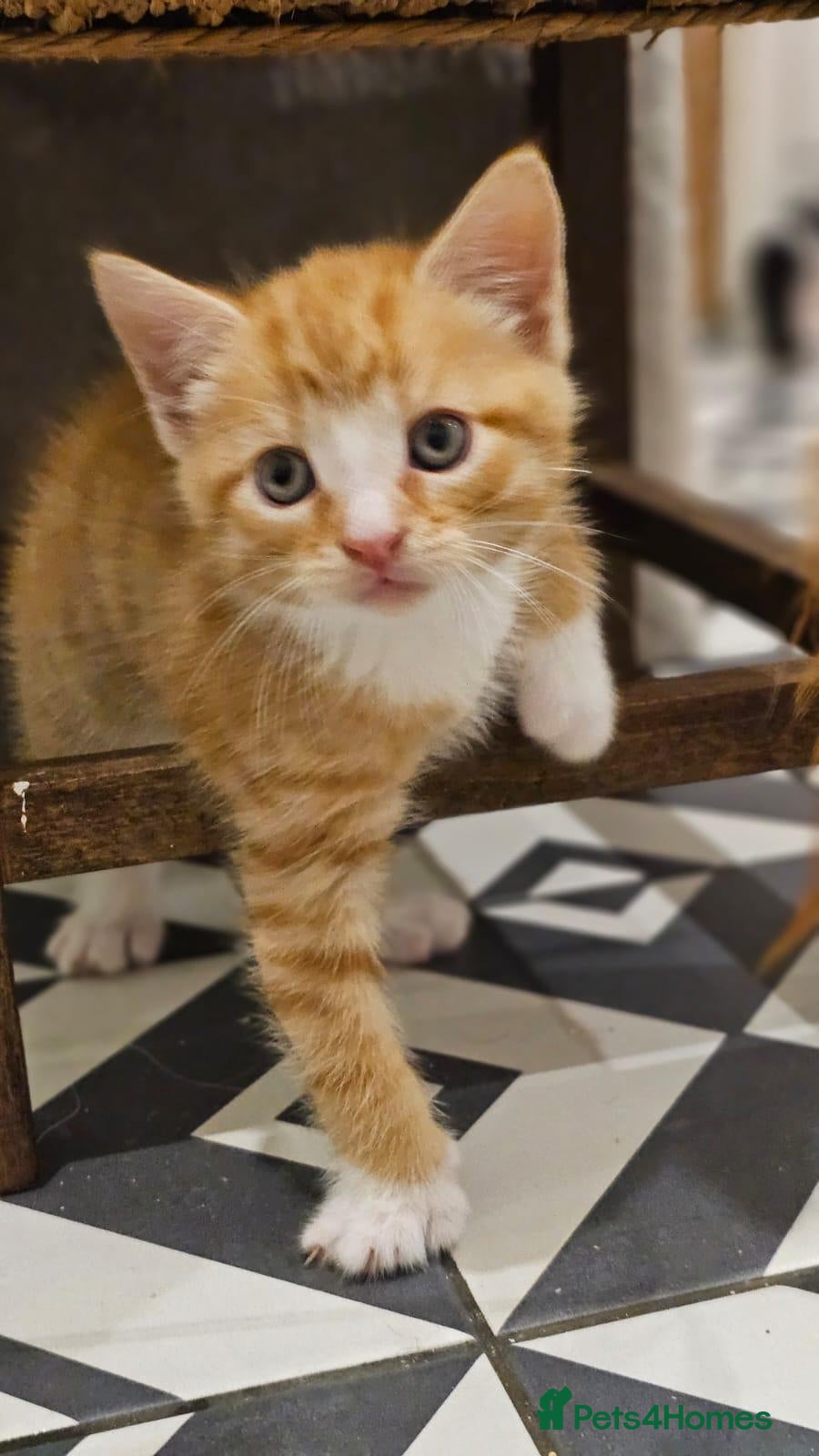 Mixed Breed cats 4 Gorgeous Kittens (ginger face has gone) - Advert 6