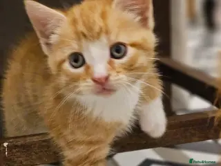Mixed Breed cats 4 Gorgeous Kittens (ginger face has gone) - Advert 6