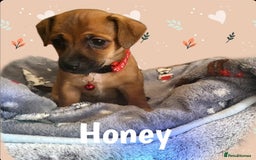 Jack Russell dogs for sale: miniature Jack Russell Puppies - Image 11