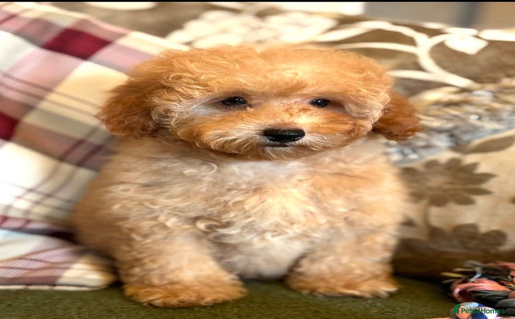 Cockapoo dogs - Advert 4