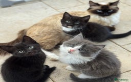 Ragdoll cats for sale: RAGDOLL MIX KITTENS FOR SALE - Image 16