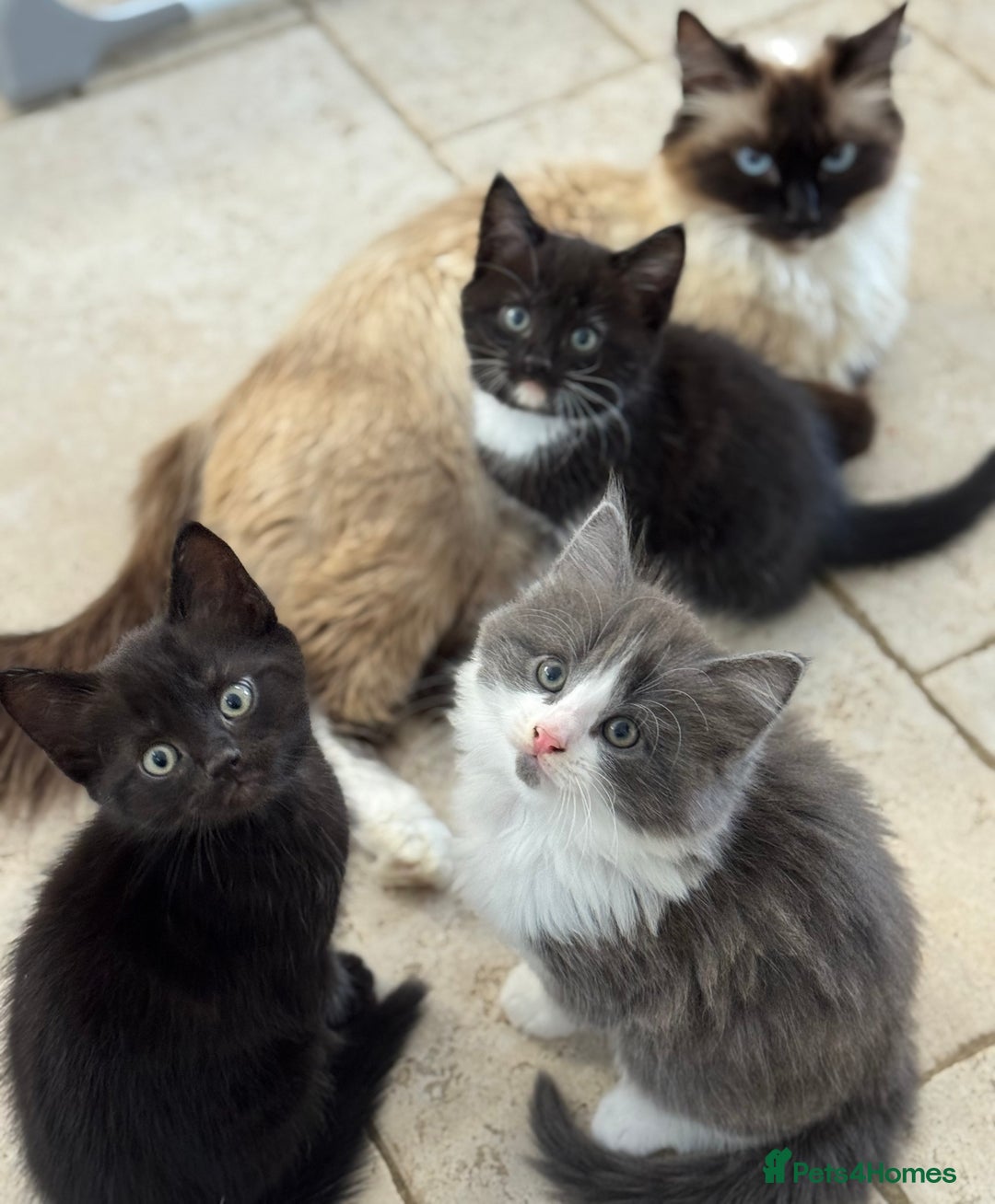 Ragdoll cats for sale: RAGDOLL MIX KITTENS FOR SALE - Image 16