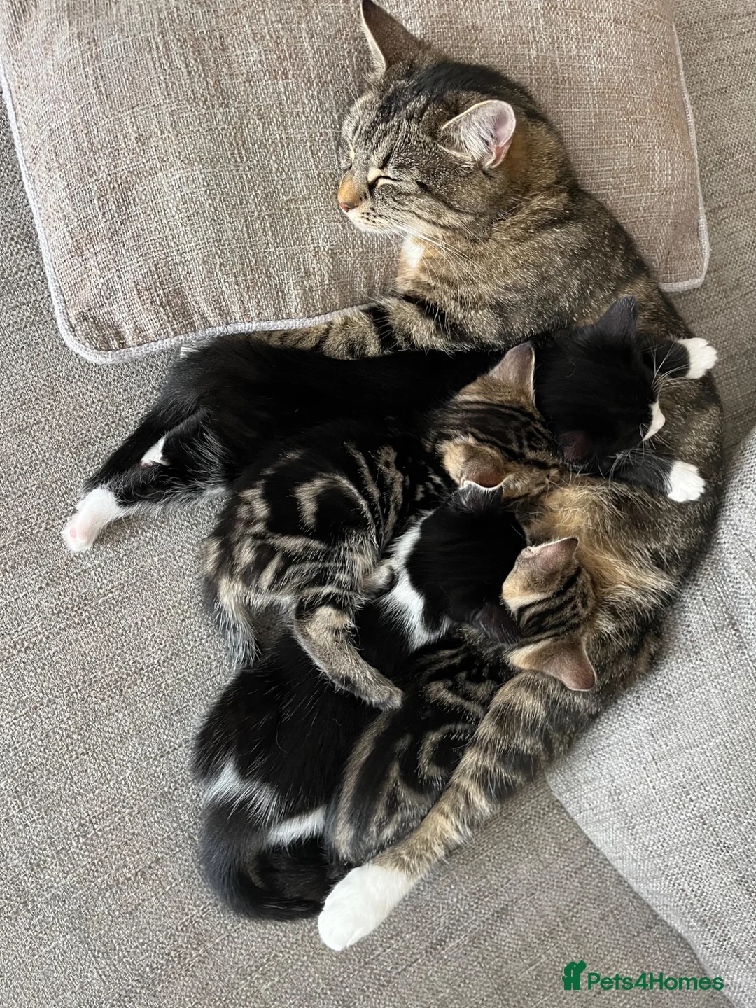 Mixed Breed cats for sale: Kittens for Sale  in Evesham - Advert 2