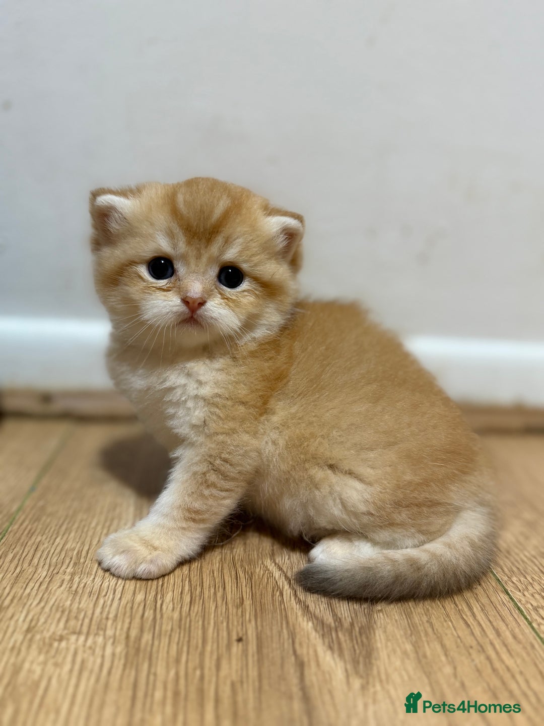 British Shorthair cats for sale: GCCF reg BSH & LH Chocolate & Black Golden Kittens - Image 23