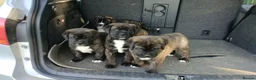 Mixed Breed dogs for sale: Saint Bernard Neapolitan x Boerboel Neapolitanbull - Advert 26