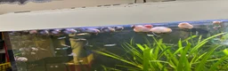 Shrimps fish for sale: Blue dream shrimp cherry and yellow  in Peterborough - Advert 4