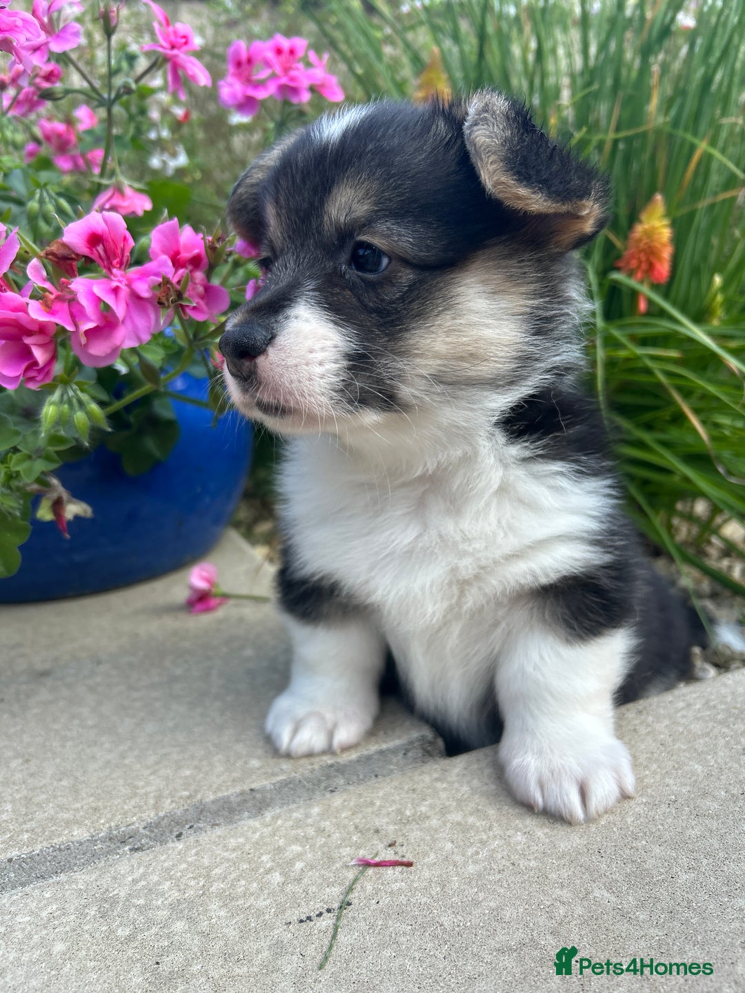 Welsh Corgi Pembroke dogs for sale: Champion bloodline KC reg. Pembrokes - Image 6