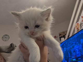 Ragdoll cats Ragdoll babies REDUCED PRICE £550 - Advert 1